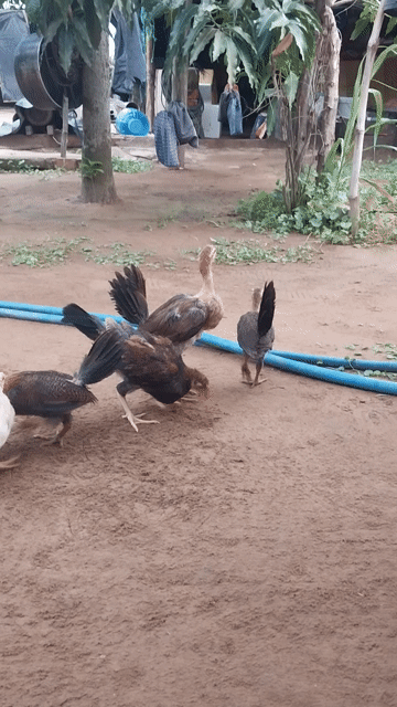 Gà Mỹ rặc 5 con của trại gà minh trí.. Mua bán Gà tại Huyện Thạnh Phú Bến Tre được đăng bởi mai hoàng lel hình 1