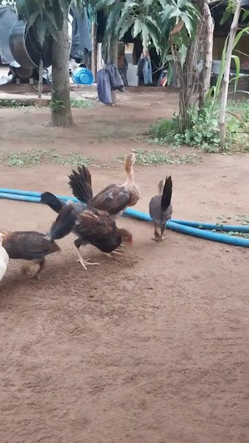 Gà Mỹ rặc 5 con của trại gà minh trí.. Mua bán Gà tại Huyện Thạnh Phú Bến Tre được đăng bởi mai hoàng lel hình 1