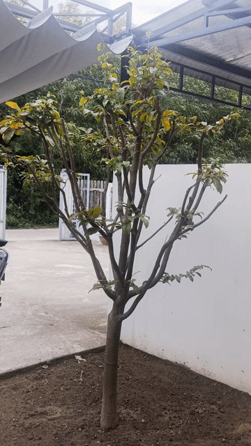 Bán Cây Mai Ta Đọt Xanh Vành 40cm. Mua bán Cây cảnh, đồ trang trí tại Huyện Hòa Vang Đà Nẵng được đăng bởi Trung hình 1