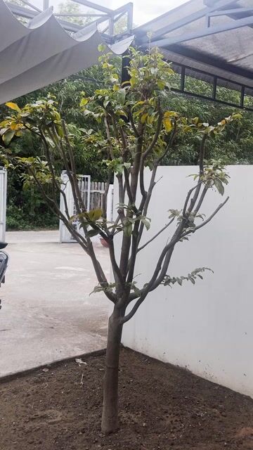 Bán Cây Mai Ta Đọt Xanh Vành 40cm. Mua bán Cây cảnh, đồ trang trí tại Huyện Hòa Vang Đà Nẵng được đăng bởi Trung hình 1