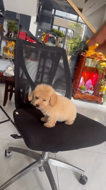 Chó Poodle 2 tháng tuổi đã tiêm 2 mũi. Mua bán Chó tại Huyện Bình Chánh Tp Hồ Chí Minh được đăng bởi huấn hình 1