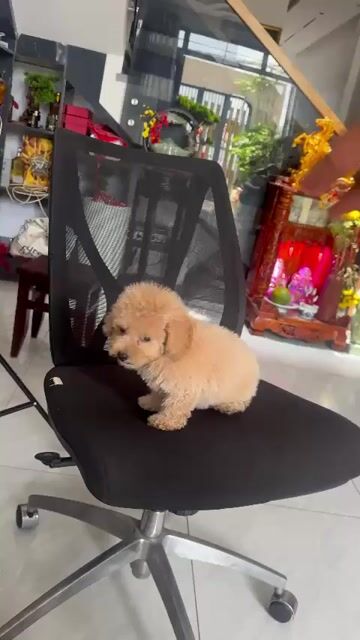 Chó Poodle 2 tháng tuổi đã tiêm 2 mũi. Mua bán Chó tại Huyện Bình Chánh Tp Hồ Chí Minh được đăng bởi huấn hình 1