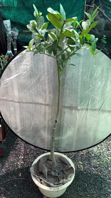 Cây chanh vàng Mỹ thuần chậu. Mua bán Cây cảnh, đồ trang trí tại Huyện Hóc Môn Tp Hồ Chí Minh được đăng bởi Vườn Hồng Hoàng My hình 1