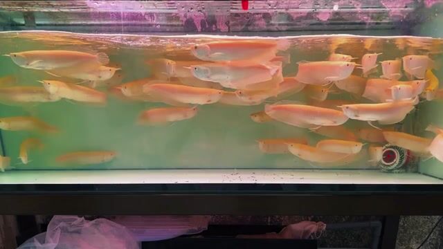 Ngân Long ABN. Mua bán Thú cưng khác tại Thành phố Dĩ An Bình Dương được đăng bởi Nguyễn Minh Trang hình 1