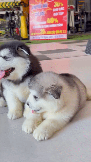 Chó Alaska Nâu trắng. Mua bán Chó tại Huyện Chơn Thành Bình Phước được đăng bởi Cam Gjang Huynh hình 1