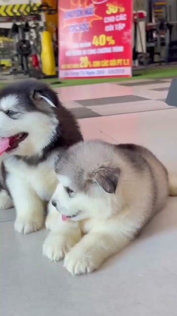 Chó Alaska Nâu trắng. Mua bán Chó tại Huyện Chơn Thành Bình Phước được đăng bởi Cam Gjang Huynh hình 1
