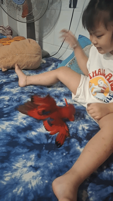 Vẹt màu Xanh. Mua bán Chim tại Quận 4 Tp Hồ Chí Minh được đăng bởi Le Thị Kén hình 1