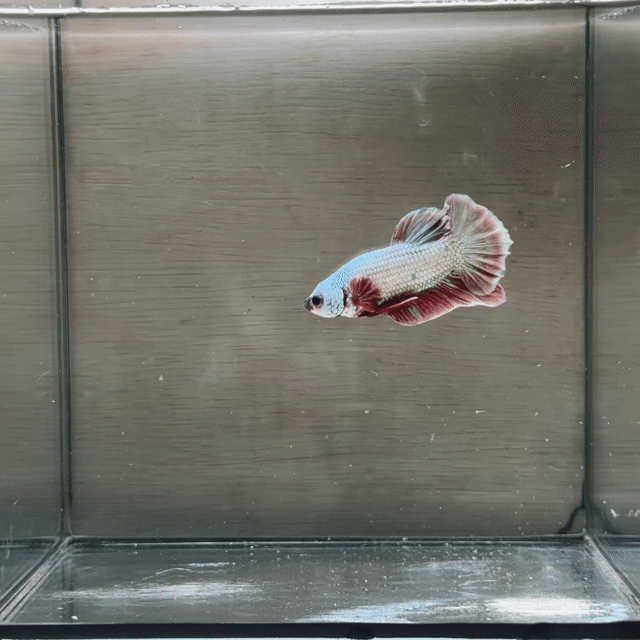 Cá Betta Plakat Trống 3-3.5cm 1.5-2 tháng. Mua bán Thú cưng khác tại Quận 3 Tp Hồ Chí Minh được đăng bởi Long hình 1