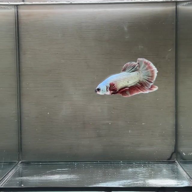 Cá Betta Plakat Trống 3-3.5cm 1.5-2 tháng. Mua bán Thú cưng khác tại Quận 3 Tp Hồ Chí Minh được đăng bởi Long hình 1