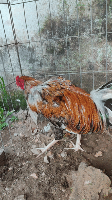 Gà chọi 3kg Nâu, trắng, đen. Mua bán Gà tại Thành phố Ngã Bảy Hậu Giang được đăng bởi Sang Gà Cỏ hình 1