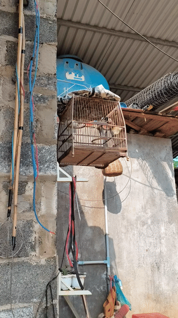 Chim chào mào. Mua bán Chim tại Thị Xã Buôn Hồ Đắk Lắk được đăng bởi Vy An hình 1