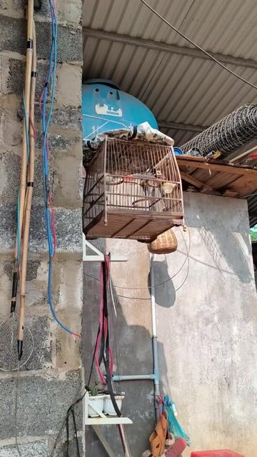 Chim chào mào. Mua bán Chim tại Thị Xã Buôn Hồ Đắk Lắk được đăng bởi Vy An hình 1