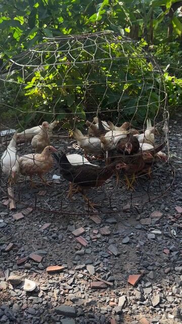 Gà Mỹ Kelso mái 3 tháng nhiều màu. Mua bán Gà tại Huyện Bến Lức Long An được đăng bởi Phong hình 1