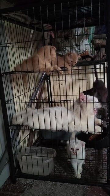 Mèo Anh lông ngắn Vàng kem Tai cụp 2 tháng. Mua bán Mèo tại Huyện Củ Chi Tp Hồ Chí Minh được đăng bởi Gạp vy hình 1