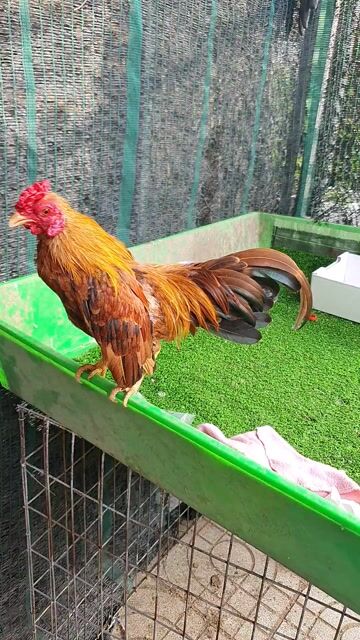 Gà tre khét đỏ đực 8 tháng 4.4 lạng. Mua bán Gà tại Thành phố Thủ Đức Tp Hồ Chí Minh được đăng bởi vinhcaycanh hình 1