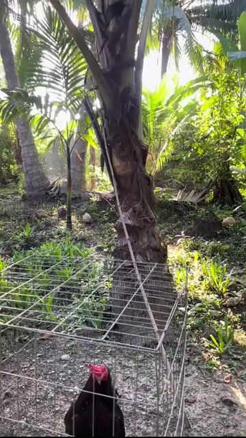 Gà trống 3.4kg Đen đỏ. Mua bán Gà tại Huyện Càng Long Trà Vinh được đăng bởi Luong Thanh Thi hình 1