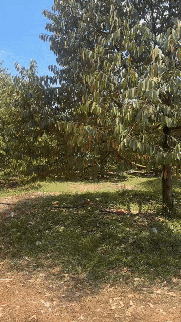 Mua bán Đất Huyện Đồng Phú Bình Phước diện tích 6000 m² giá 820 triệu