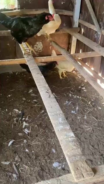 Gà máiThái Mỹ cái qua mùa 2. Mua bán Gà tại Huyện Thạnh Phú Bến Tre được đăng bởi Minh hình 1