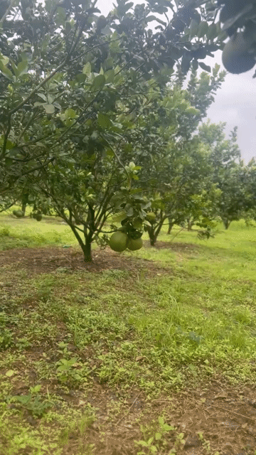 Mua bán Đất Huyện Khánh Vĩnh Khánh Hòa diện tích 6000 m² giá 1,25 tỷ