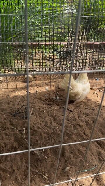 Cặp gà tre bắc cộc. Mua bán Gà tại Thành phố Trà Vinh Trà Vinh được đăng bởi Trung Hiếu hình 1