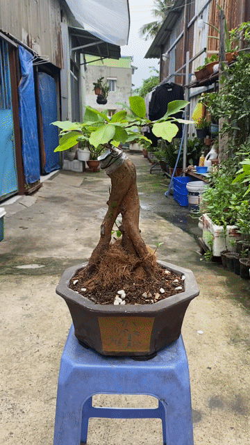 mai tứ quý ghép giảo như ý chân dài. Mua bán Cây cảnh, đồ trang trí tại Quận Bình Thạnh Tp Hồ Chí Minh được đăng bởi Vũ Thành hình 1