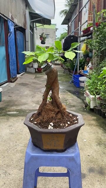 mai tứ quý ghép giảo như ý chân dài. Mua bán Cây cảnh, đồ trang trí tại Quận Bình Thạnh Tp Hồ Chí Minh được đăng bởi Vũ Thành hình 1