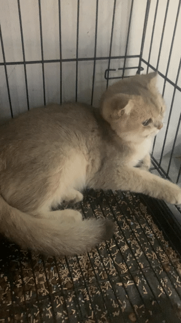 BÉ GOLDEN HƠN 8 THÁNG TÌM BA MẸ. Mua bán Mèo tại Quận Nam Từ Liêm Hà Nội được đăng bởi HÀ UYỂN NHI  hình 1
