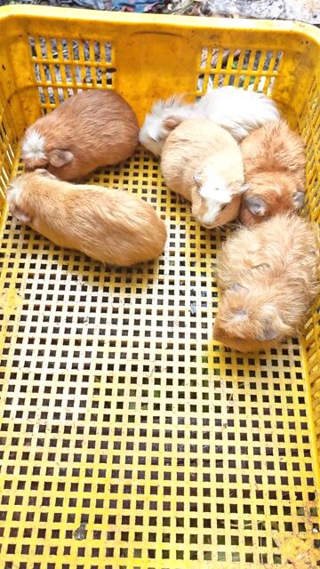 Chuột lang bọ ú. Mua bán Thú cưng khác tại Quận 12 Tp Hồ Chí Minh được đăng bởi Huỳnh Kha hình 1