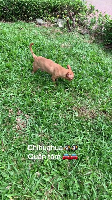 Chihuahua phối giống. Mua bán Phụ kiện, Thức ăn, Dịch vụ tại Quận 8 Tp Hồ Chí Minh được đăng bởi Nguyễn Mạnh  hình 1