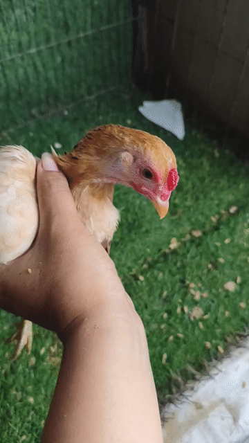 Gà mái tre bắc cộc . Mua bán Gà tại Huyện Bình Chánh Tp Hồ Chí Minh được đăng bởi Trương hình 1