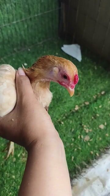Gà mái tre bắc cộc . Mua bán Gà tại Huyện Bình Chánh Tp Hồ Chí Minh được đăng bởi Trương hình 1