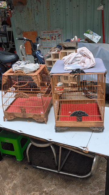 Lồng chim chào mào tre. Mua bán Phụ kiện, Thức ăn, Dịch vụ tại Quận Gò Vấp Tp Hồ Chí Minh được đăng bởi Tưởng Họa Mi  hình 1