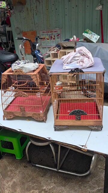 Lồng chim chào mào tre. Mua bán Phụ kiện, Thức ăn, Dịch vụ tại Quận Gò Vấp Tp Hồ Chí Minh được đăng bởi Tưởng Họa Mi  hình 1