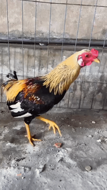 2 con 1tr1 tơ 5th5 dẹp nghỉ nuôi ae ưng ib. Mua bán Gà tại Huyện Bình Chánh Tp Hồ Chí Minh được đăng bởi thiên vũ hình 1