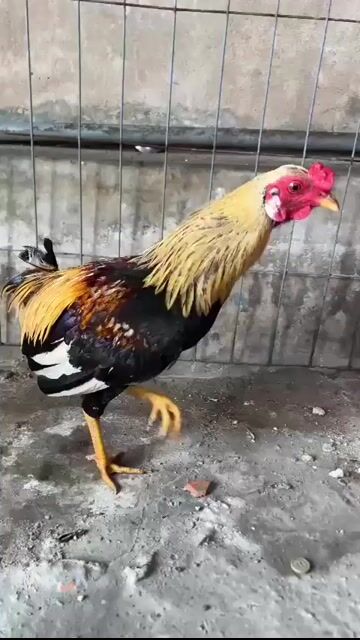 2 con 1tr1 tơ 5th5 dẹp nghỉ nuôi ae ưng ib. Mua bán Gà tại Huyện Bình Chánh Tp Hồ Chí Minh được đăng bởi thiên vũ hình 1