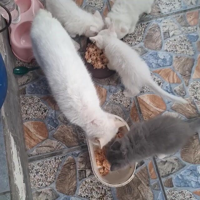 Mèo anh lông dài Trắng xám. Mua bán Mèo tại Huyện Bình Chánh Tp Hồ Chí Minh được đăng bởi Hong Tham Cao hình 1