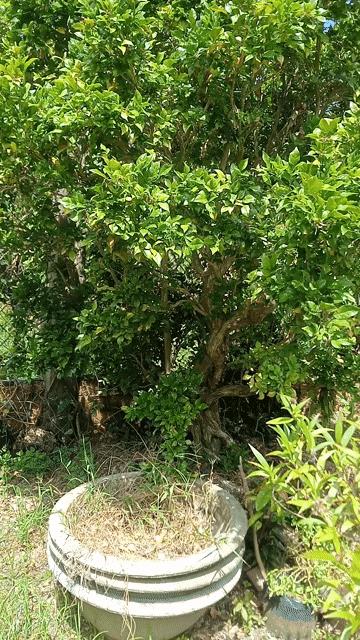 Cây cảnh Nguyệt quế trên 40 năm. Mua bán Cây cảnh, đồ trang trí tại Huyện Chợ Lách Bến Tre được đăng bởi MINH KHÔI PHAM hình 1