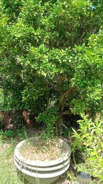 Cây cảnh Nguyệt quế trên 40 năm. Mua bán Cây cảnh, đồ trang trí tại Huyện Chợ Lách Bến Tre được đăng bởi MINH KHÔI PHAM hình 1