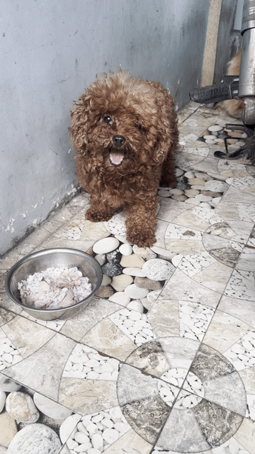 Chó Poodle cái Nâu. Mua bán Chó tại Thành phố Dĩ An Bình Dương được đăng bởi Nguyễn hình 1