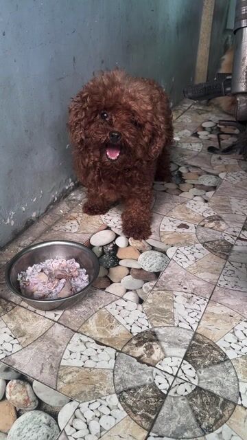 Chó Poodle cái Nâu. Mua bán Chó tại Thành phố Dĩ An Bình Dương được đăng bởi Nguyễn hình 1