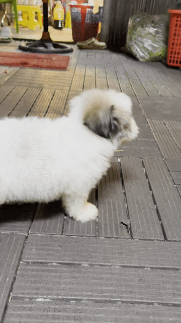 Chó Poodle bò sữa nhà sinh sản. Mua bán Chó tại Quận 7 Tp Hồ Chí Minh được đăng bởi Trương Quốc Lượng hình 1