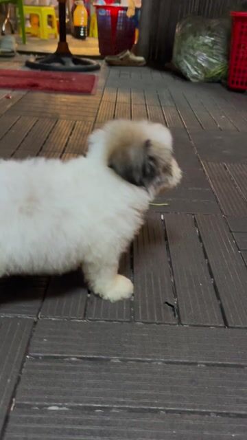 Chó Poodle bò sữa nhà sinh sản. Mua bán Chó tại Quận 7 Tp Hồ Chí Minh được đăng bởi Trương Quốc Lượng hình 1