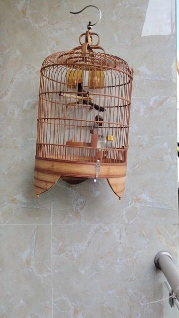 Cây giống Mía Tím, xanh lá. Mua bán Đồ chuyên dụng, Giống nuôi trồng tại Thành phố Thủ Đức Tp Hồ Chí Minh được đăng bởi Trungvu Vu hình 1