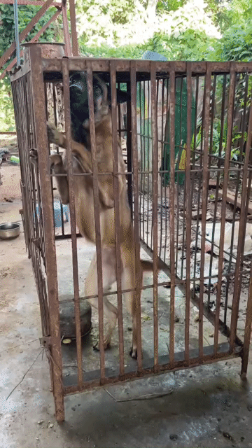 Chó Becgie Bỉ lai Phú Quốc trưởng thành. Mua bán Chó tại Huyện Cư Kuin Đắk Lắk được đăng bởi tuấn anh hình 1