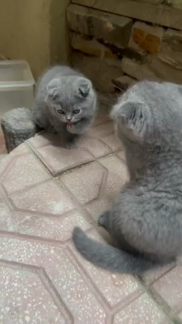 Mèo Anh lông ngắn Xám xanh 2 tháng. Mua bán Mèo tại Quận Đống Đa Hà Nội được đăng bởi Dung Đỗ hình 1