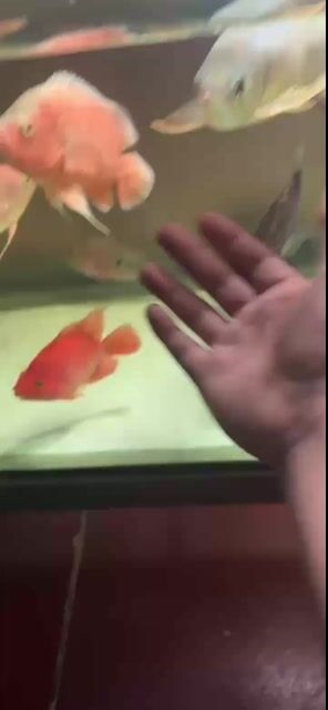 Cá La Hán 5 ngón. Mua bán Thú cưng khác tại Huyện Đức Hòa Long An được đăng bởi Nhật Hoài hình 1