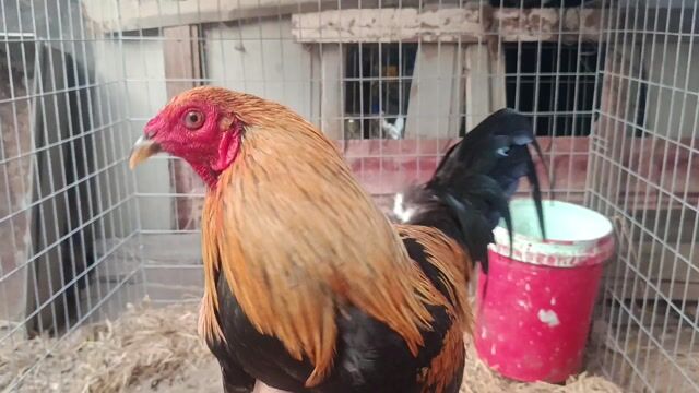 chuối đen kg450. Mua bán Gà tại Huyện Cần Đước Long An được đăng bởi Anh khoa cần đước  hình 1