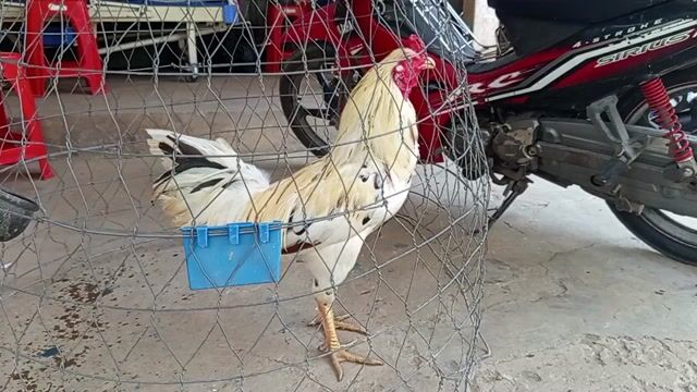Gà chọi 3.5kg Đực Vàng. Mua bán Gà tại Huyện Chợ Gạo Tiền Giang được đăng bởi anh phong cho gao hình 1