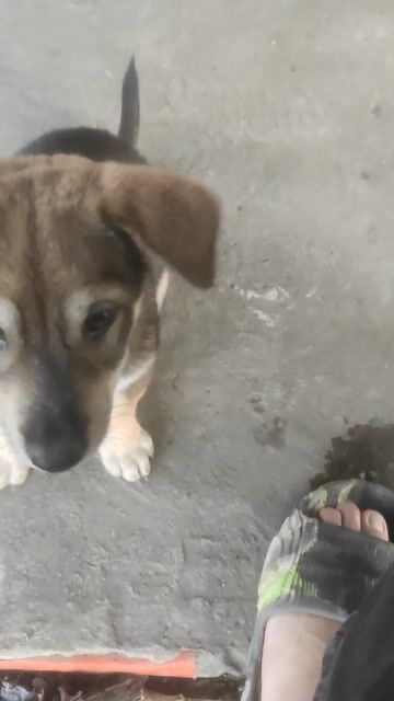 Chó màu Nâu đã xổ giun. Mua bán Chó tại Thị xã Bình Minh Vĩnh Long được đăng bởi Nguyễn Hoàng Huy hình 1