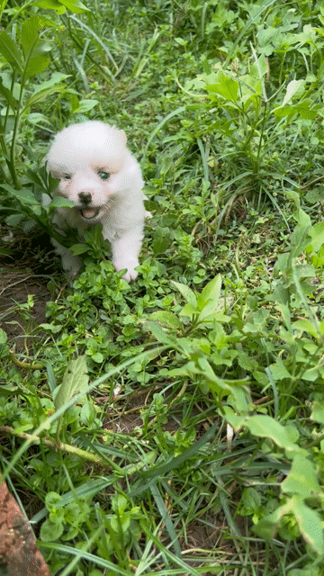Chó Poodle đực trắng 2 tháng đã tiêm. Mua bán Chó tại Quận Ba Đình Hà Nội được đăng bởi Vũ Thái Thương hình 1